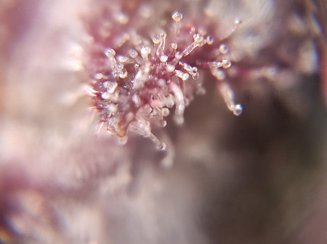 Growreport Bild 15