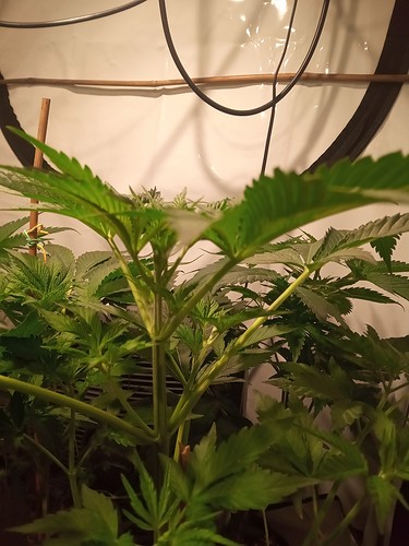 Growreport Bild 32
