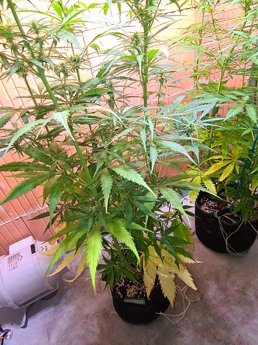 Growreport Bild 1