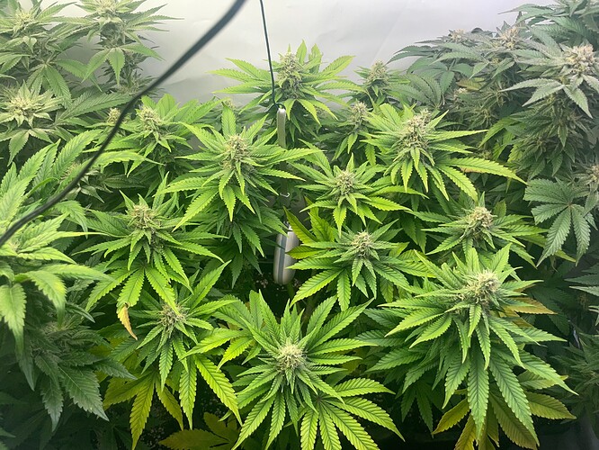 Growreport Bild 3