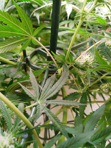 Growreport Bild 6
