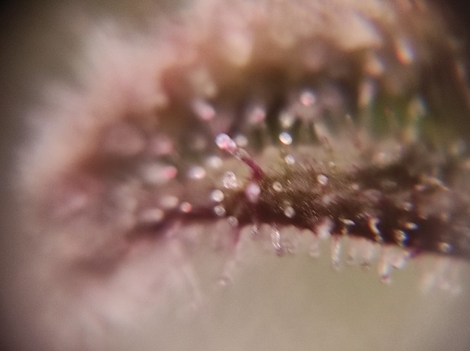 Growreport Bild 11