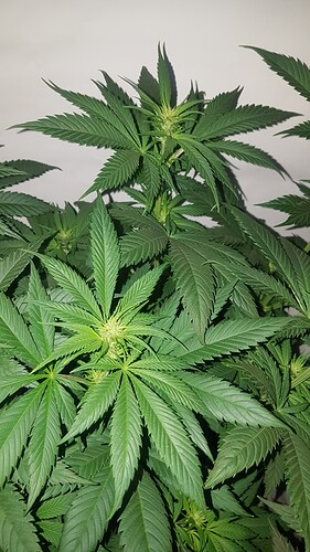 Growreport Bild 1