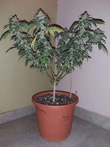 Growreport Bild 1