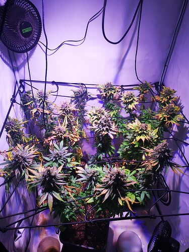 Growreport Bild 1