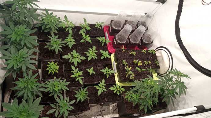 Growreport Bild 5