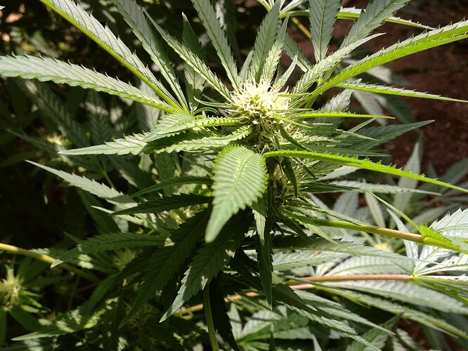 Growreport Bild 4