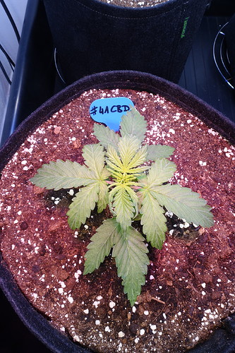 Growreport Bild 7