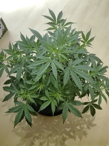 Growreport Bild 12