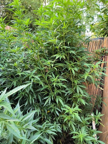 Growreport Bild 3