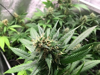 Growreport Bild 3