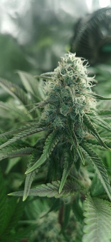 Growreport Bild 28