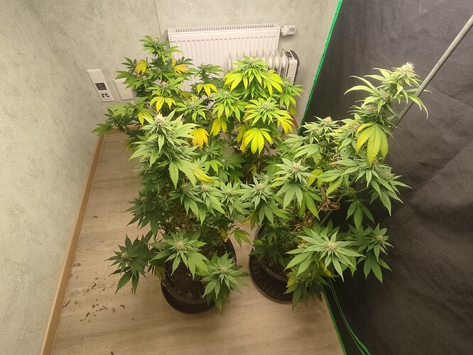 Growreport Bild 1