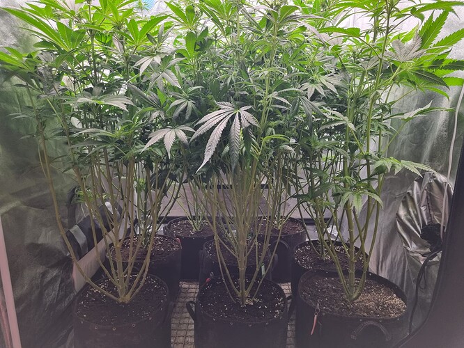 Growreport Bild 73