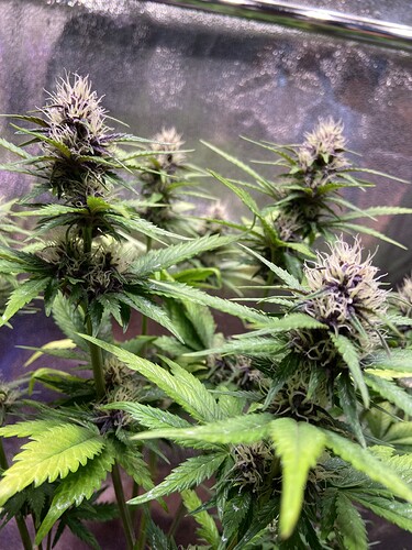 Growreport Bild 5