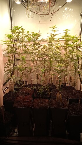Growreport Bild 67