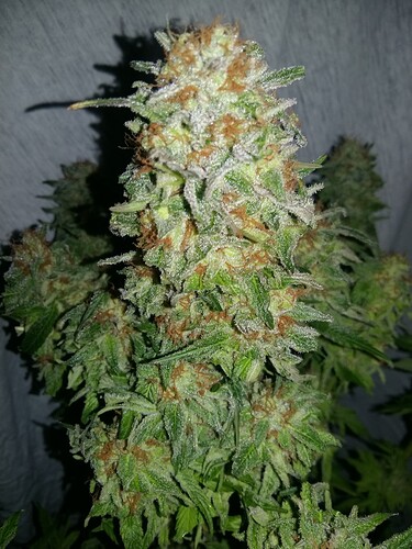 Growreport Bild 12