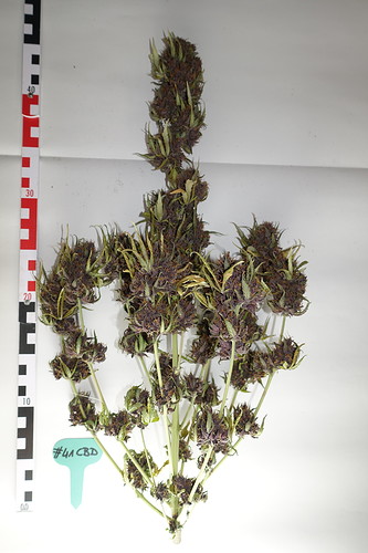 Growreport Bild 1