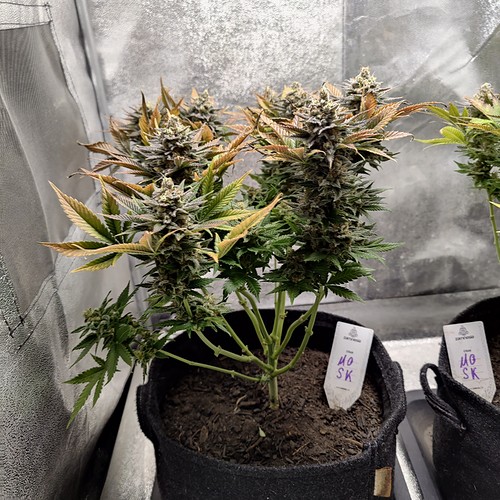 Growreport Bild 18