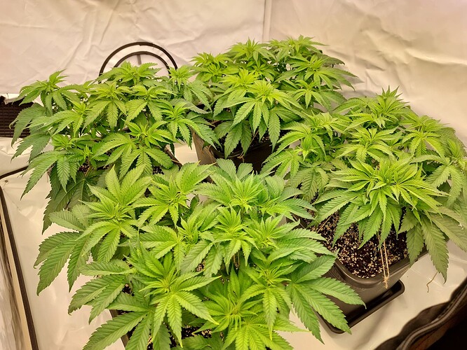 Growreport Bild 1
