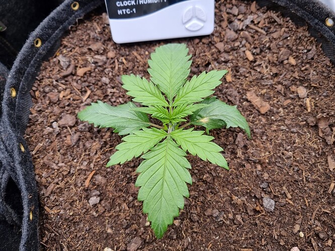 Growreport Bild 5