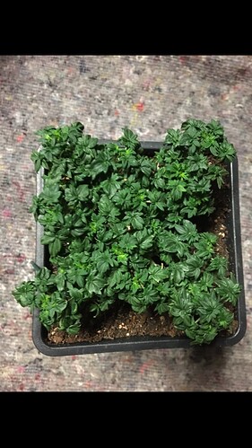 Growreport Bild 1