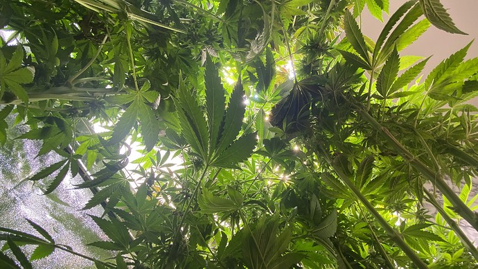Growreport Bild 6