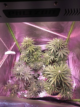 Growreport Bild 1