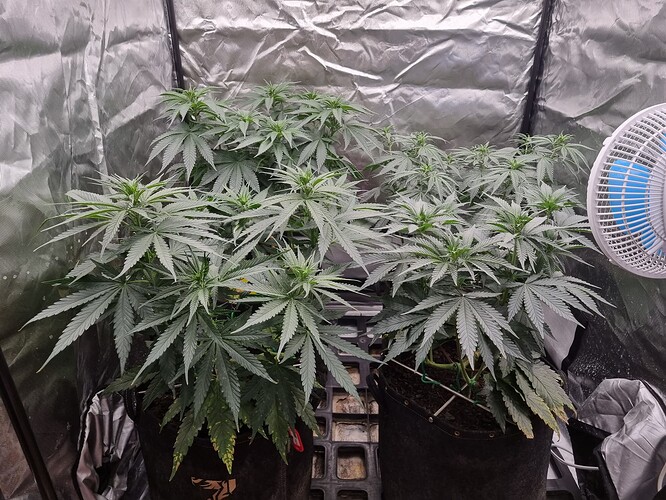 Growreport Bild 41
