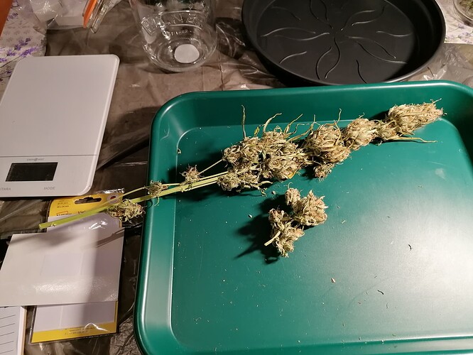 Growreport Bild 27