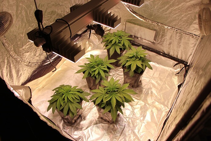 Growreport Bild 1