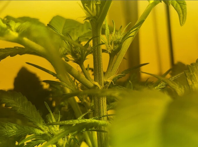 Growreport Bild 1