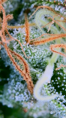 Growreport Bild 7