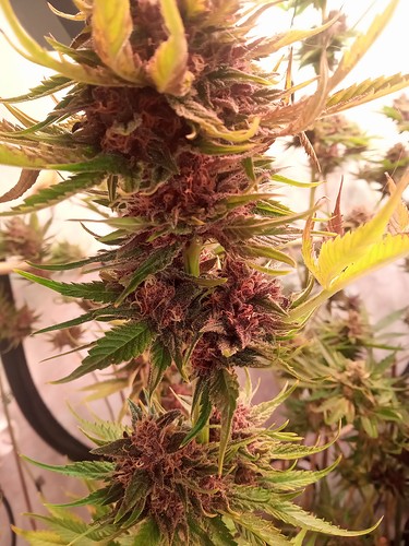 Growreport Bild 60