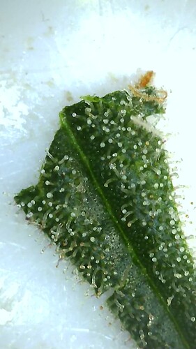 Growreport Bild 22