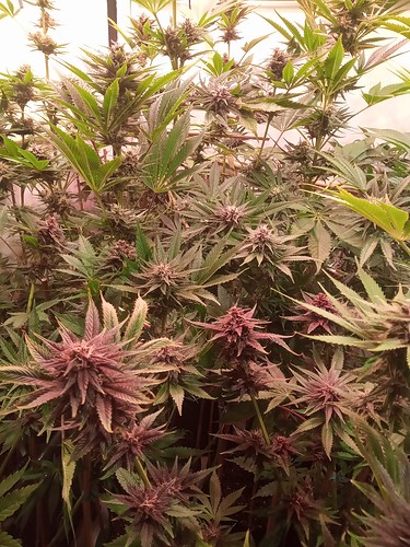 Growreport Bild 69