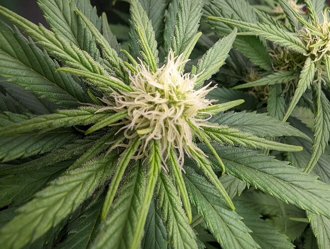 Growreport Bild 3