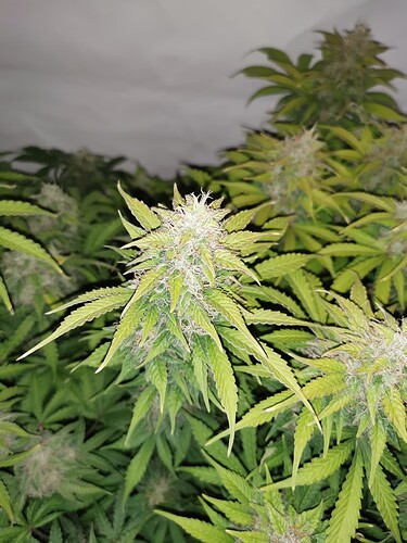 Growreport Bild 2