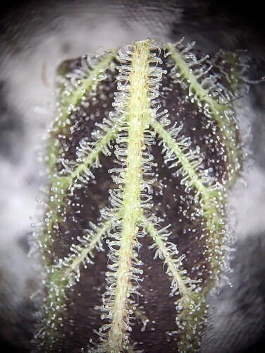 Growreport Bild 16