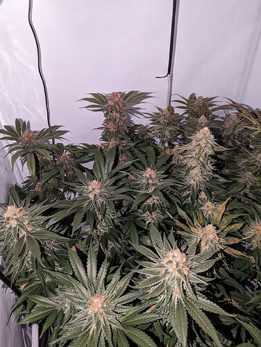 Growreport Bild 22