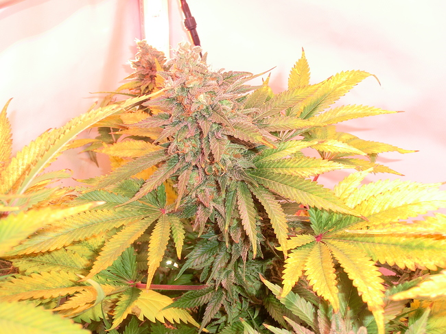 Growreport Bild 6