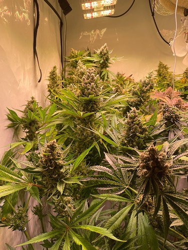 Growreport Bild 10