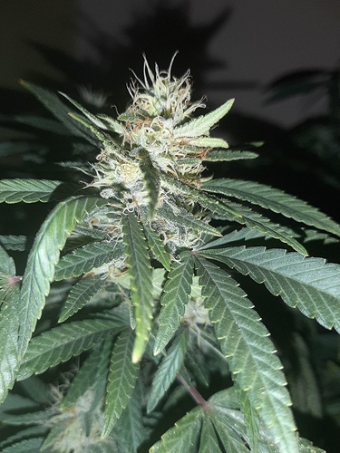 Growreport Bild 3