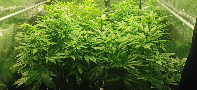 Growreport Bild 6
