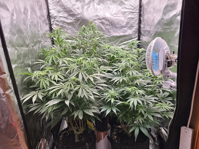 Growreport Bild 48