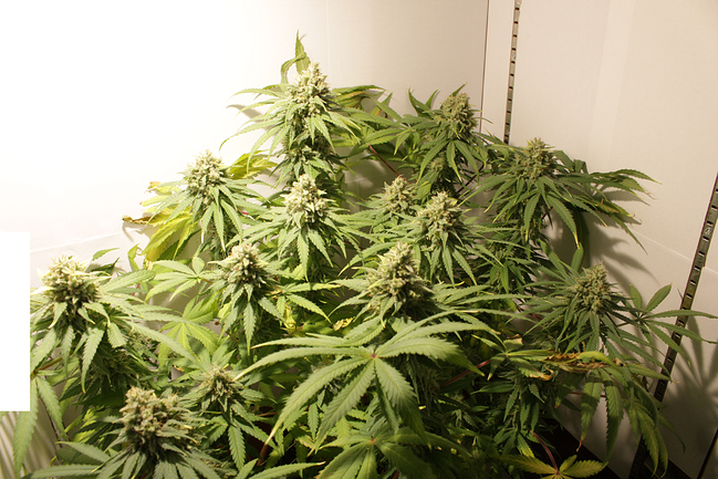 Growreport Bild 1