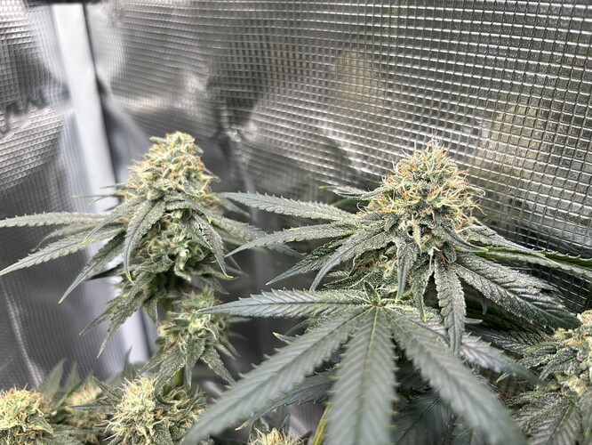 Growreport Bild 28