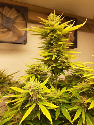 Growreport Bild 2