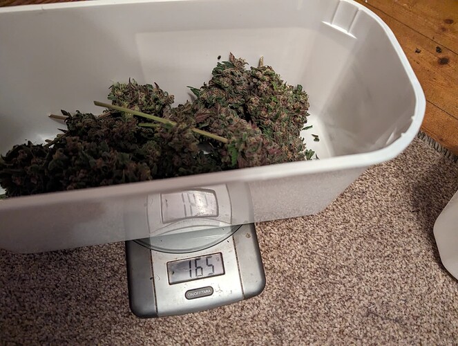 Growreport Bild 37