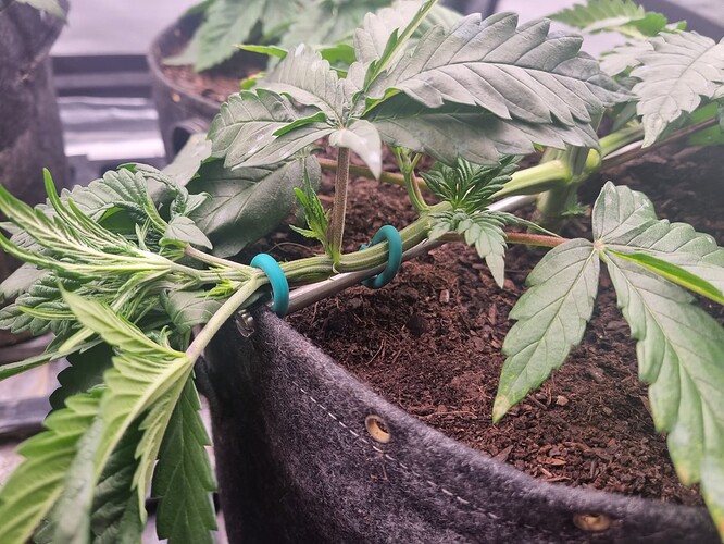 Growreport Bild 10